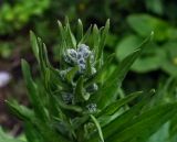 Cynoglossum officinale