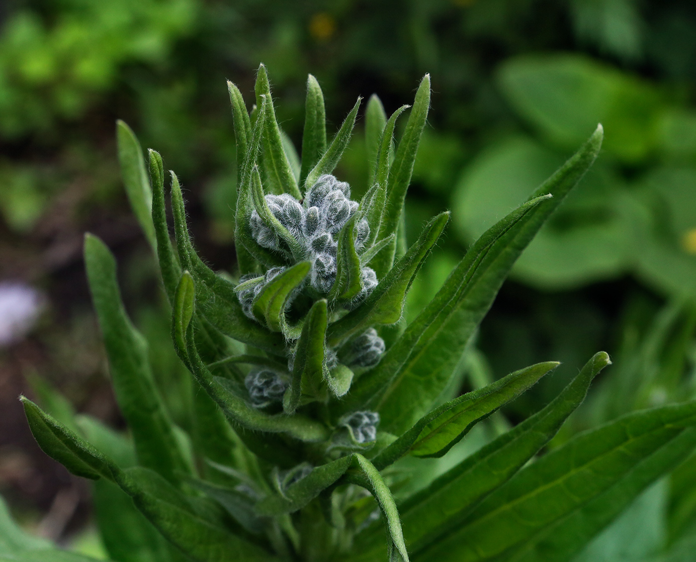 Изображение особи Cynoglossum officinale.