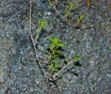 genus Thymus. Веточка вегетирующего растения. Башкортостан, Мелеузовский р-н, национальный парк «Башкирия», долина р. Нугуш, устье р. Куперля, правый берег, скальник около водопада на р. Куперля. 11 июня 2018 г.
