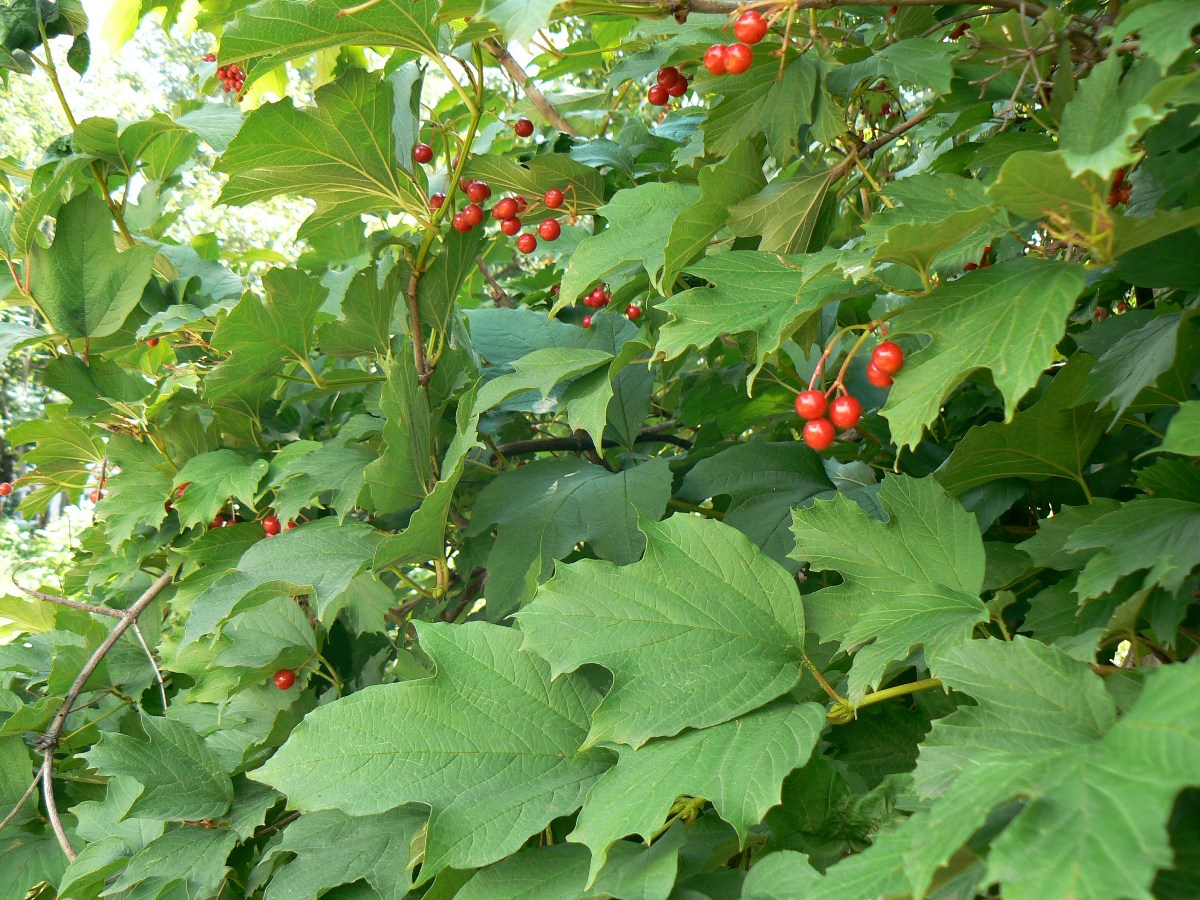 Изображение особи Viburnum opulus.