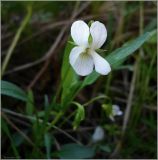 Viola stagnina