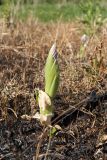 Orchis militaris. Повреждённое огнём растение с развивающимся соцветием на выжженом лугу. Ленинградская обл., Гатчинский р-н, окр. пос. Пудость, луг в старом травертиновом карьере. 26.05.2018.