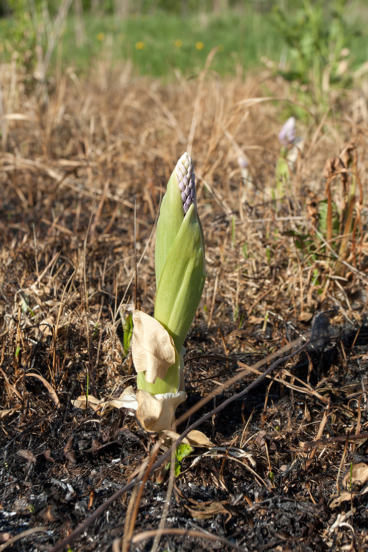 Image of Orchis militaris specimen.