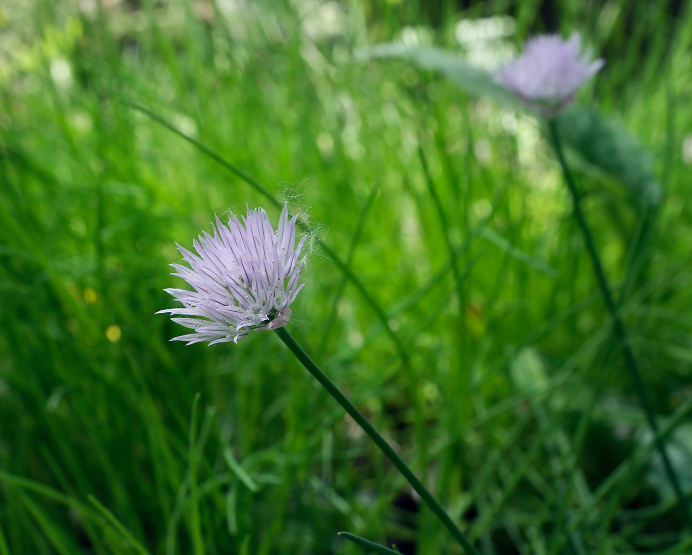 Изображение особи Allium schoenoprasum.