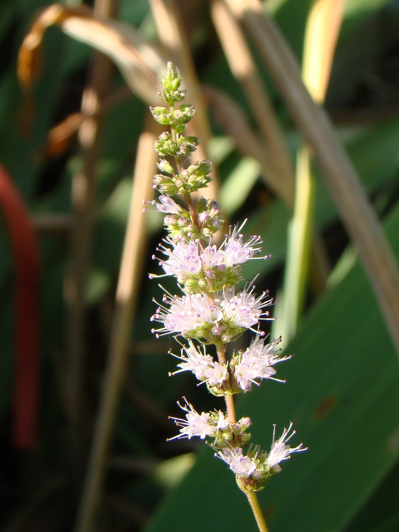 Image of Mentha &times; piperita specimen.