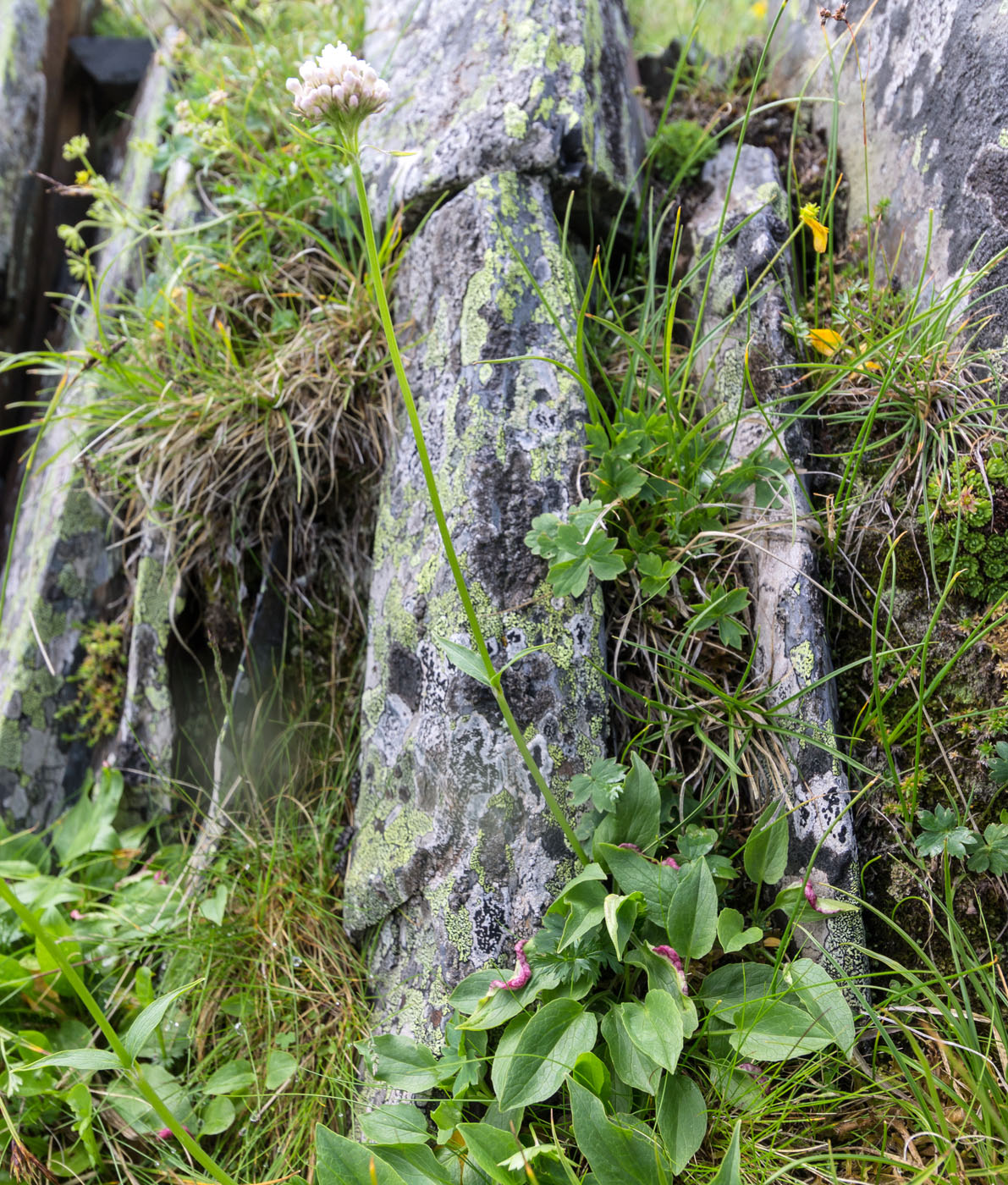 Image of Valeriana alpestris specimen.