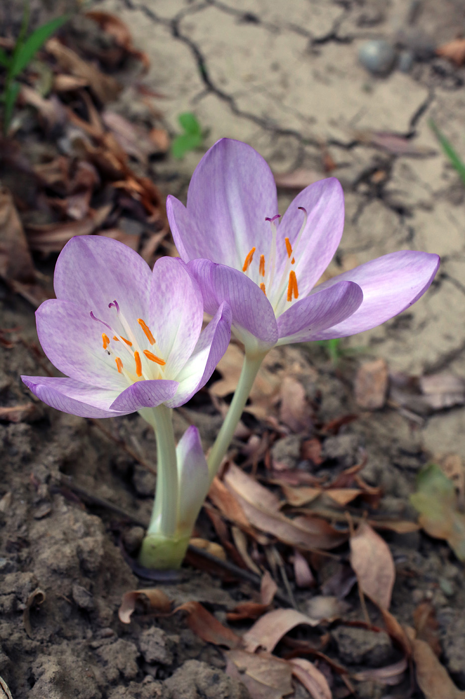 Image of genus Colchicum specimen.