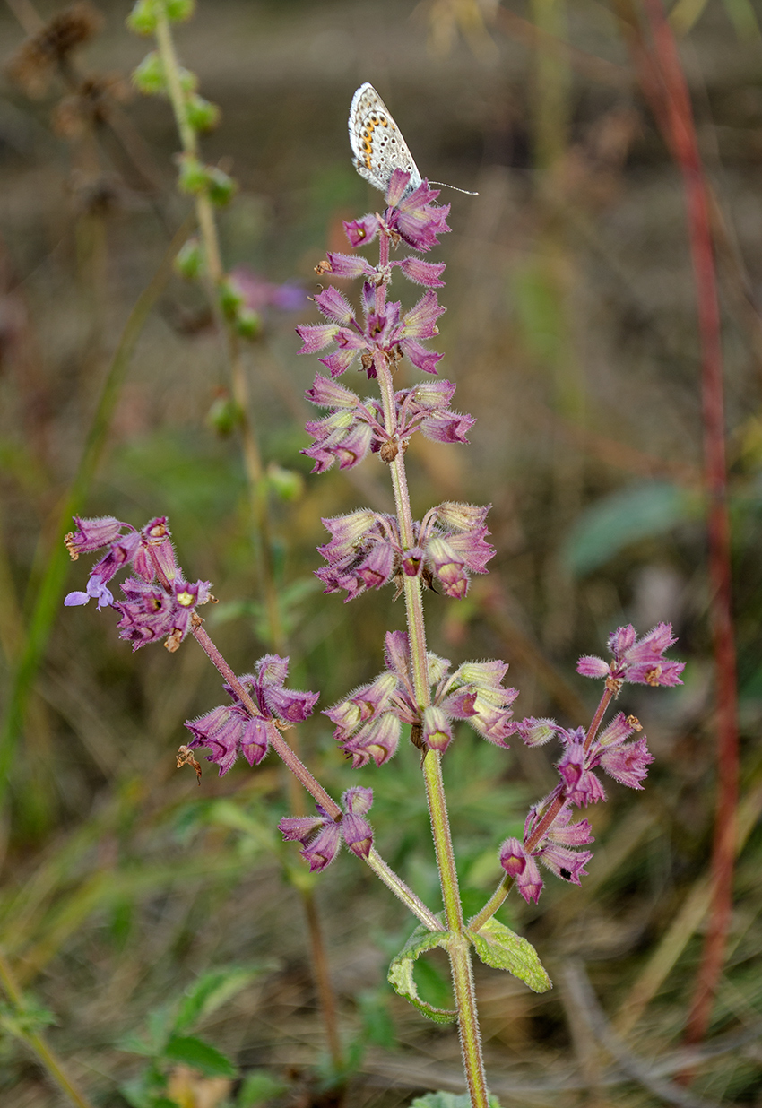 Изображение особи Salvia verticillata.