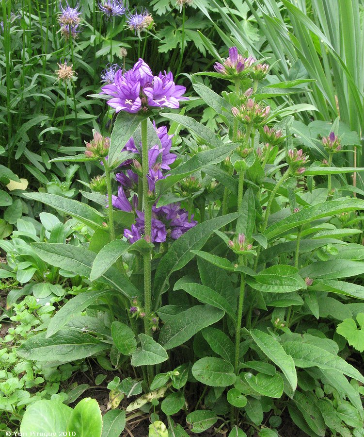 Image of Campanula glomerata specimen.