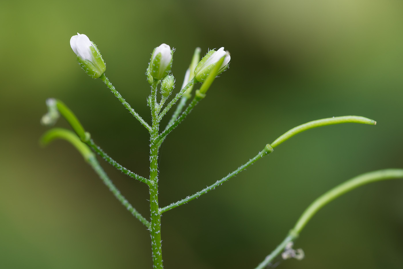 Image of Arabis pendula specimen.