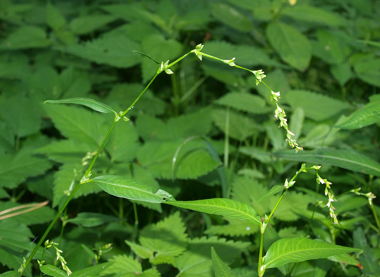 Image of Persicaria hydropiper specimen.