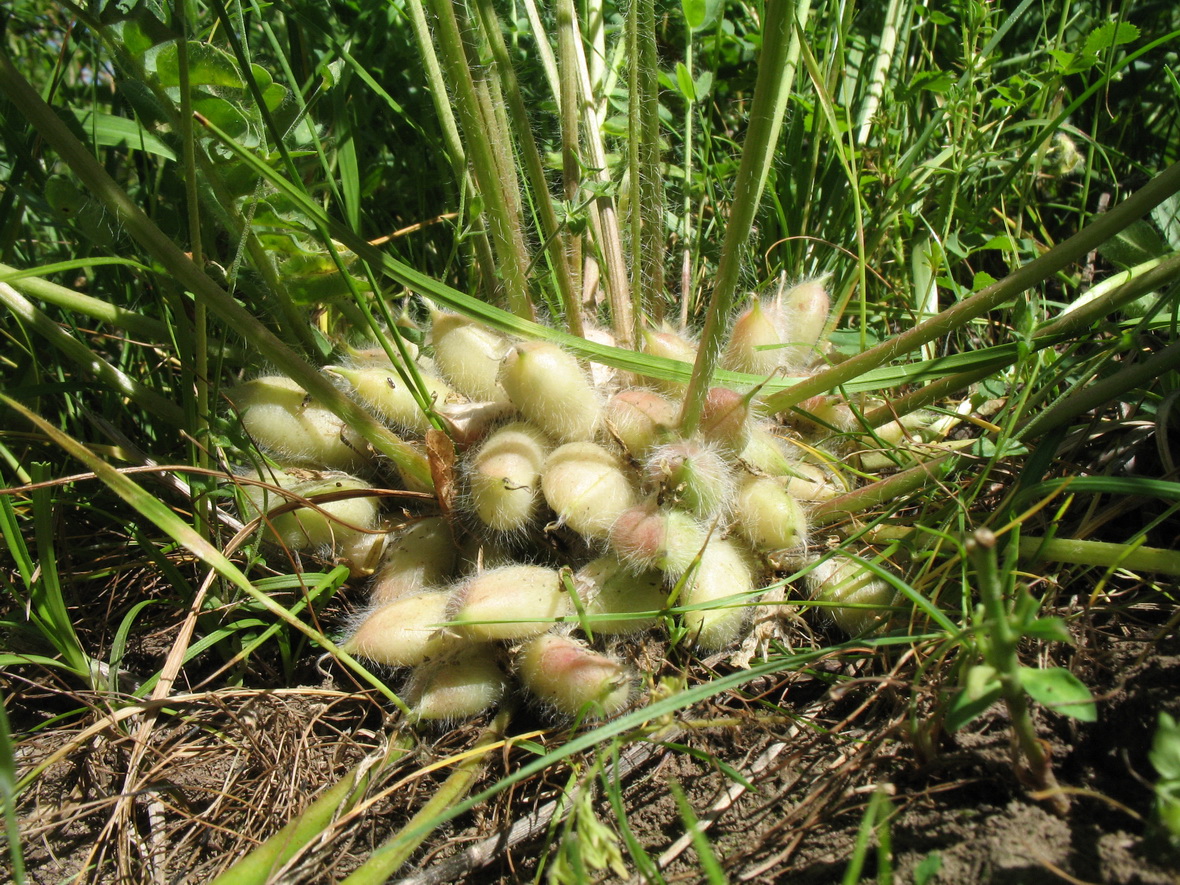 Изображение особи Astragalus schanginianus.