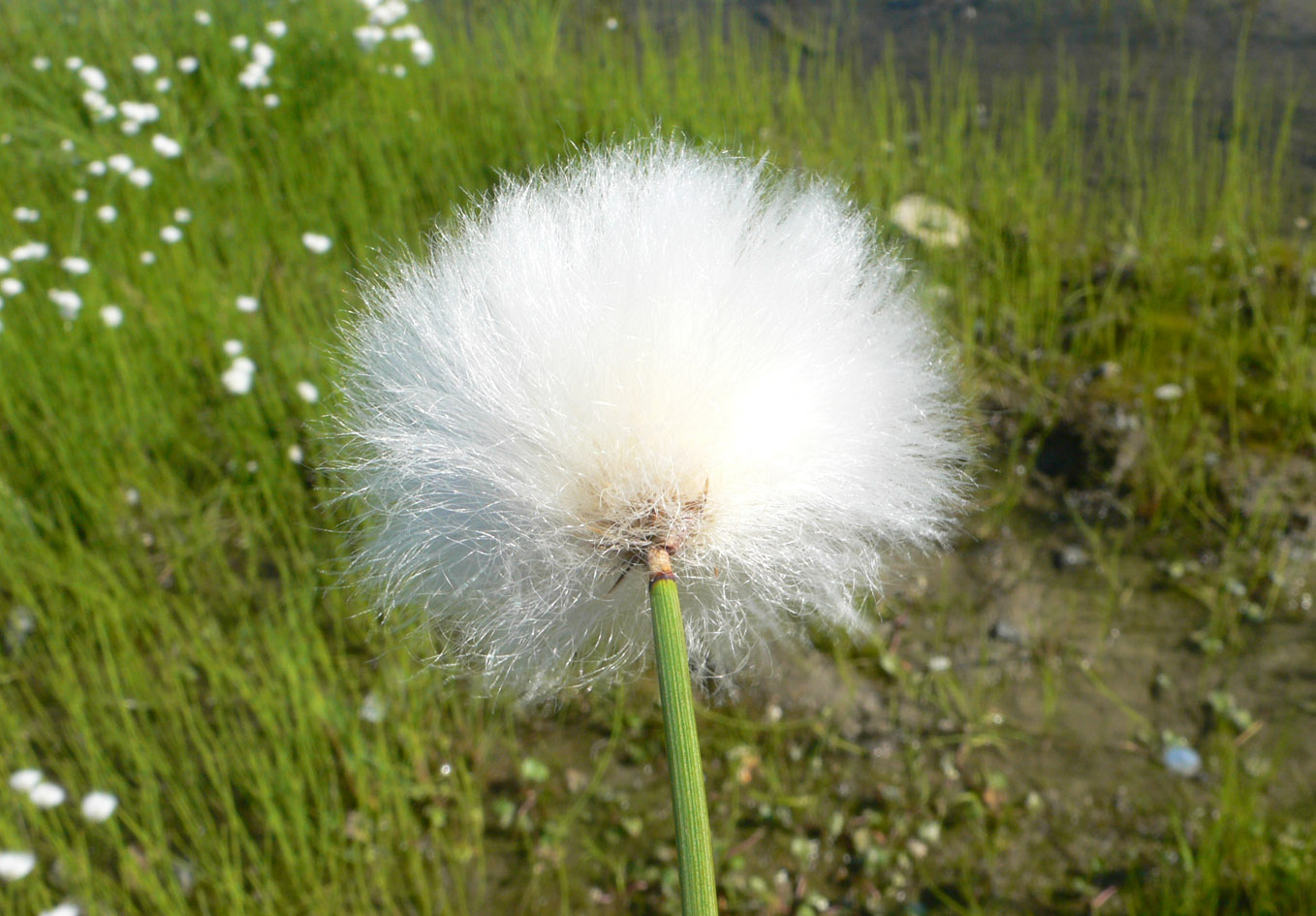 Image of Eriophorum scheuchzeri specimen.