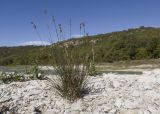 Juncus compressus. Плодоносящее растение. Краснодарский край, м/о город-курорт Геленджик, окр. пос. Светлый, щель Церковная, обсохшее дно обмелевшего водохранилища. 14.10.2018.