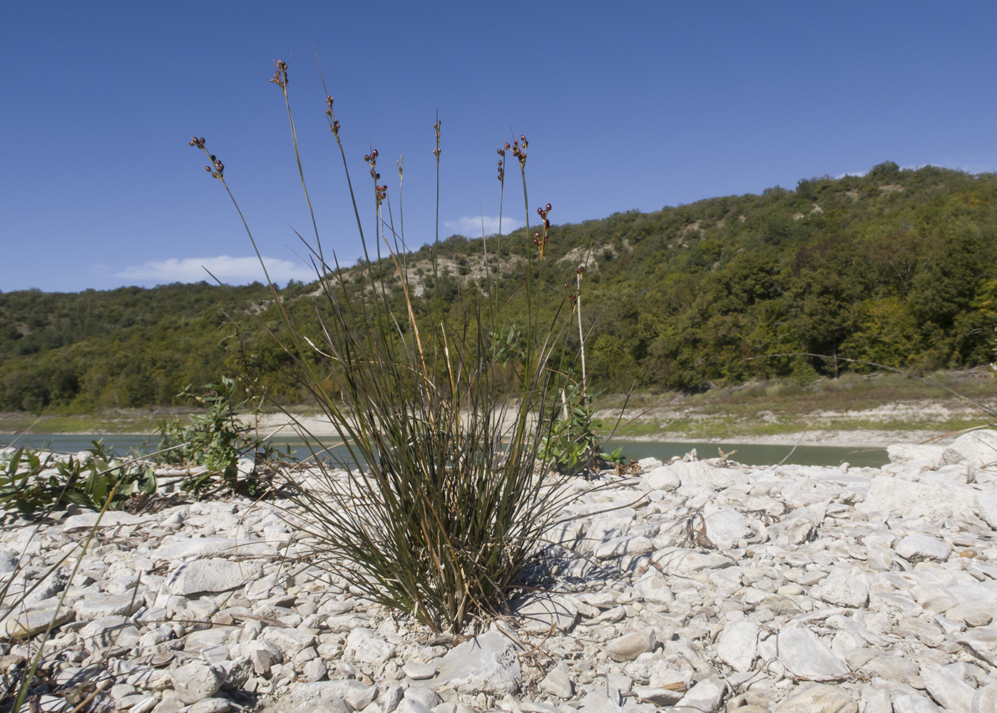 Image of Juncus compressus specimen.