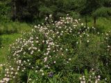 Spiraea humilis. Цветущее растение. Магаданская обл., окр. г. Магадан, ост. \"Аммональная\", разнотравная поляна в лиственичнике. 16.07.2018.