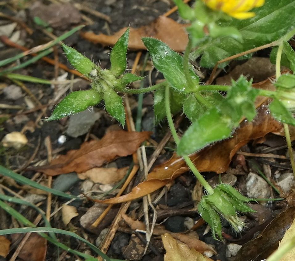 Изображение особи Helminthotheca echioides.