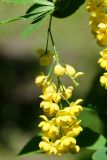 Berberis vulgaris. Соцветие. Восточный Казахстан, г. Усть-Каменогорск, парк Жастар, в культуре. 04.06.2018.