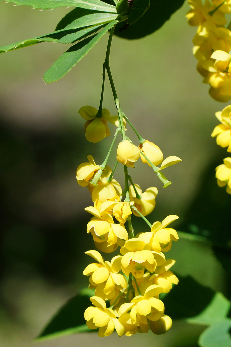 Image of Berberis vulgaris specimen.