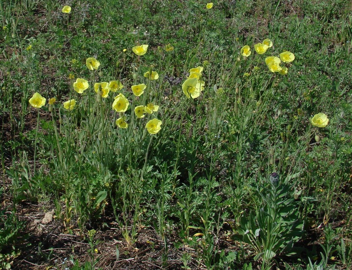 Image of Papaver nudicaule specimen.