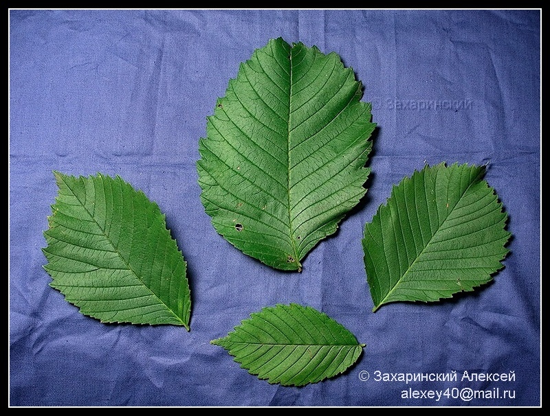 Изображение особи Ulmus laevis.