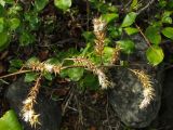 Salix arctica