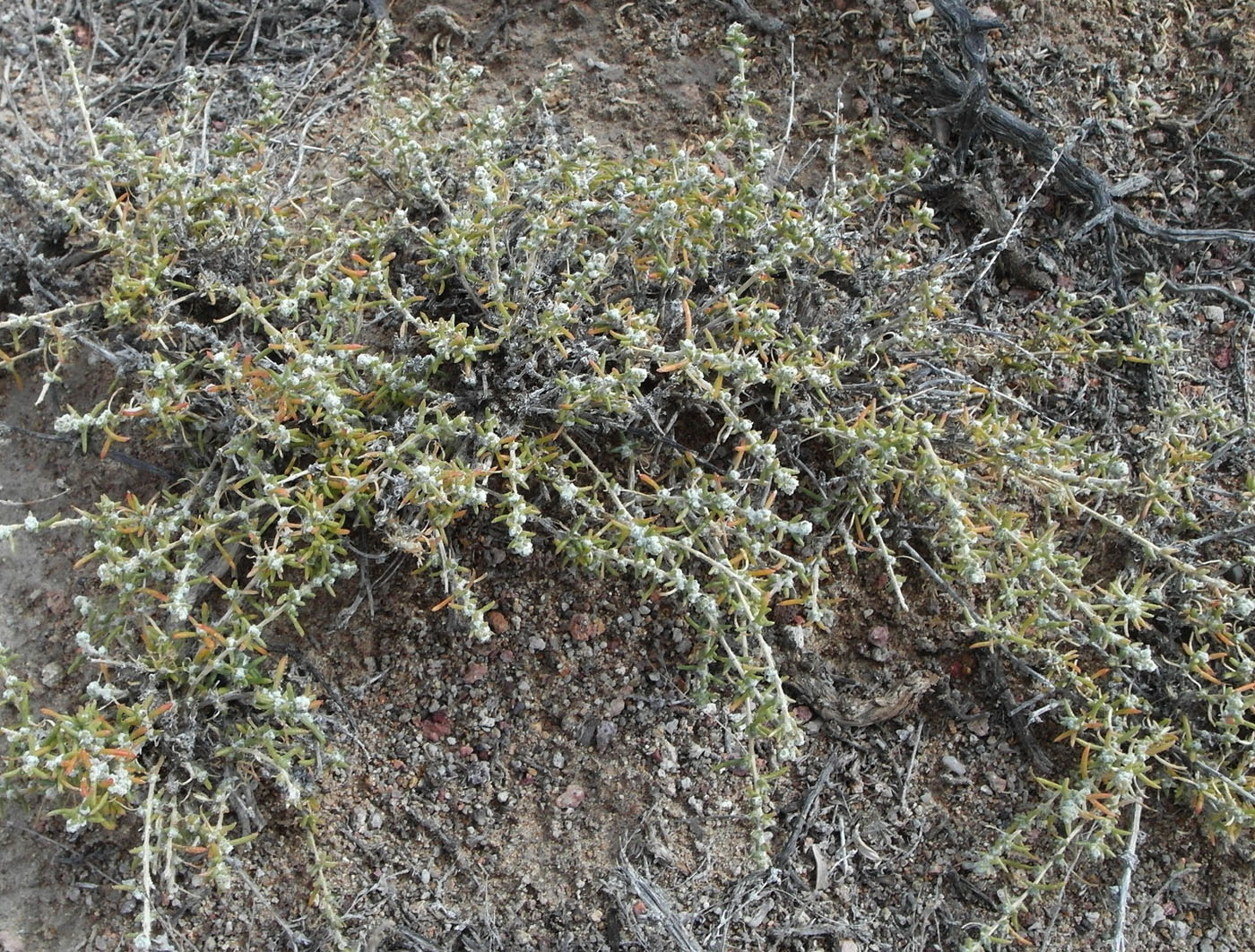 Image of familia Chenopodiaceae specimen.