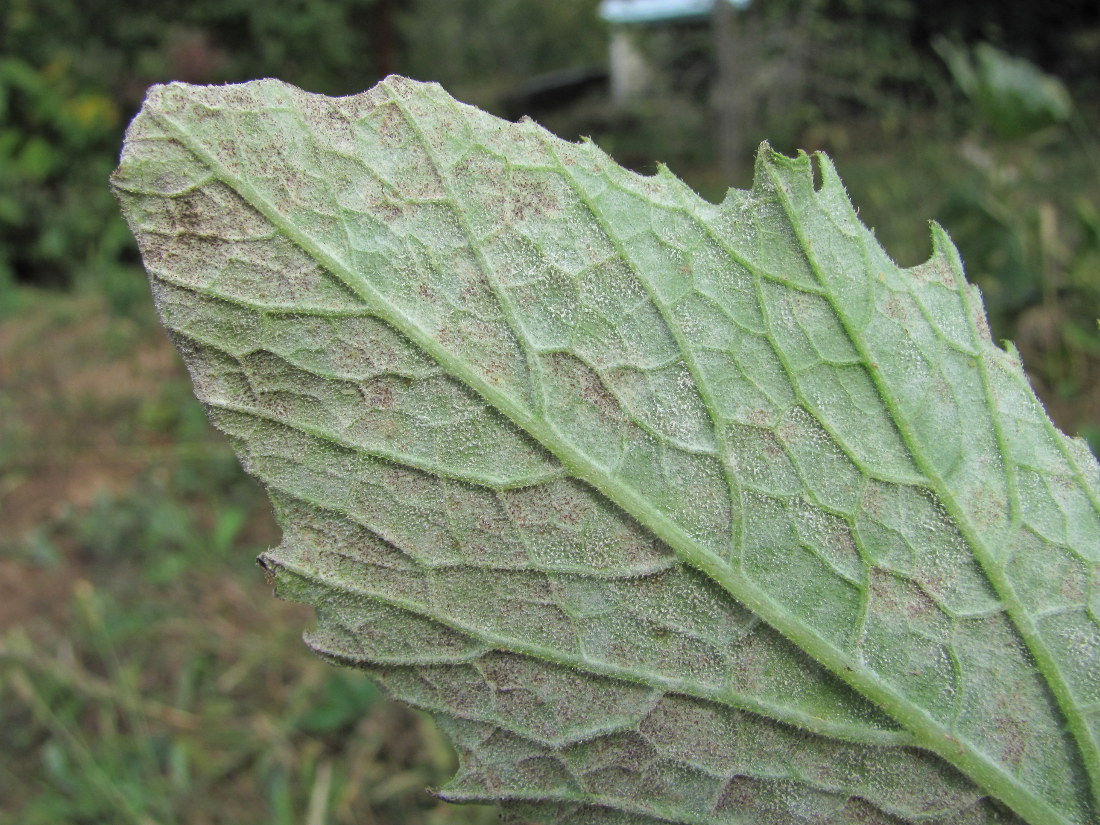 Image of Cucurbita pepo specimen.