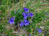 Campanula dasyantha