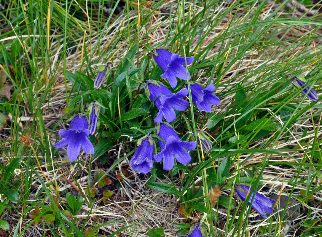 Image of Campanula dasyantha specimen.