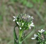 Arabis sagittata