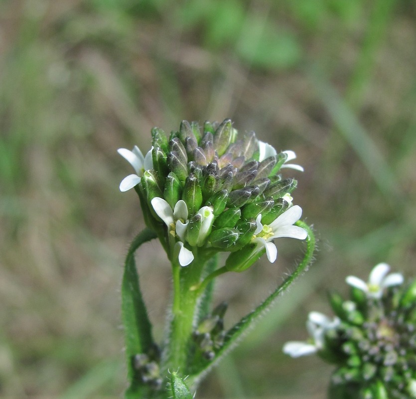 Изображение особи Arabis sagittata.