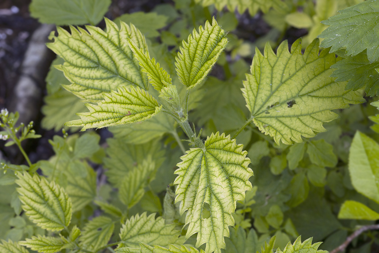 Изображение особи Urtica dioica.