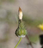 Sonchus tenerrimus