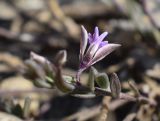 Polygala rupestris. Часть соцветия. Испания, автономное сообщество Каталония, провинция Жирона, комарка Баш Эмпорда, муниципалитет Тороэлья-де-Монгри, окр. часовни Санта-Катерина, травостой гарриги на склоне горы. 28.02.2019.