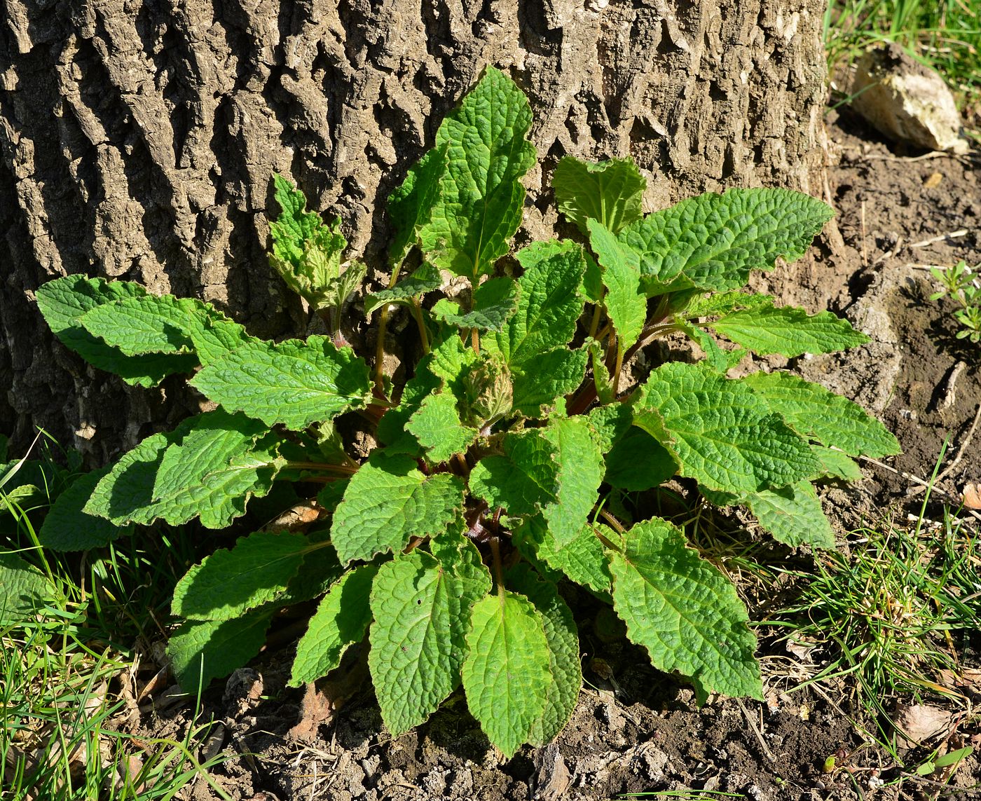 Image of Symphytum tauricum specimen.