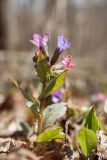 Pulmonaria obscura. Цветущее растение. Санкт-Петербург, Дудергофские высоты, широколиственный лес. 21.04.2019.