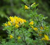 Chamaecytisus hirsutissimus
