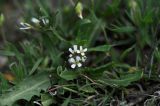 семейство Brassicaceae. Цветущее растение. Турция, ил Ыгдыр, г. Тузлуджа, Кульпинский соляной промысел, подножие соляной горы Тузлуджа, луг. 18.04.2018.