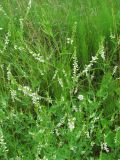 Смотреть изображение Melilotus albus