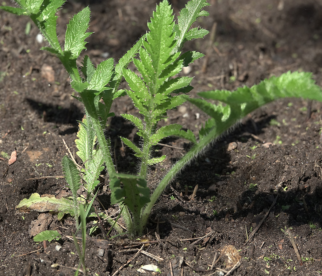 Изображение особи Papaver setiferum.