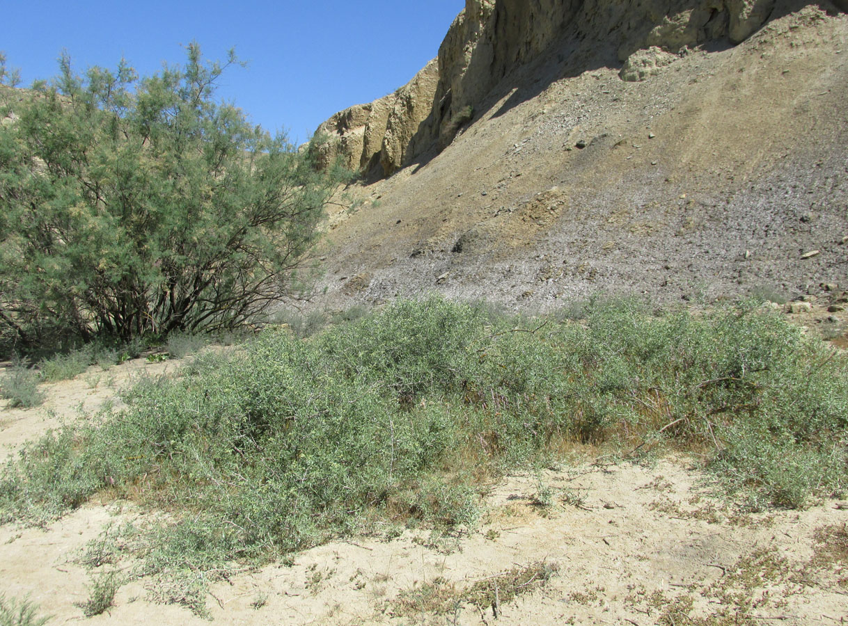 Image of Nitraria schoberi specimen.