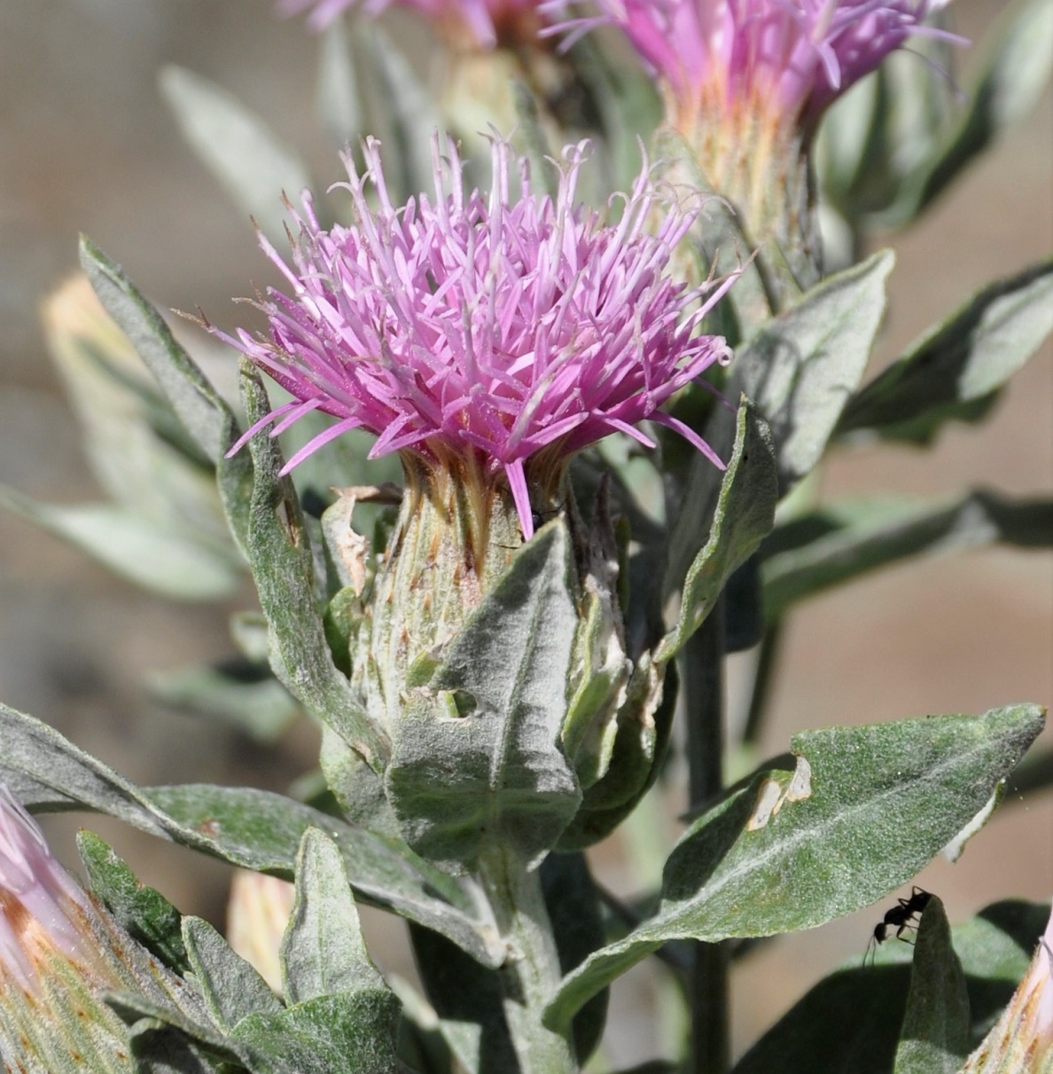 Image of Jurinea cypria specimen.