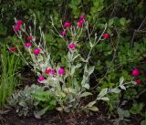 Lychnis coronaria