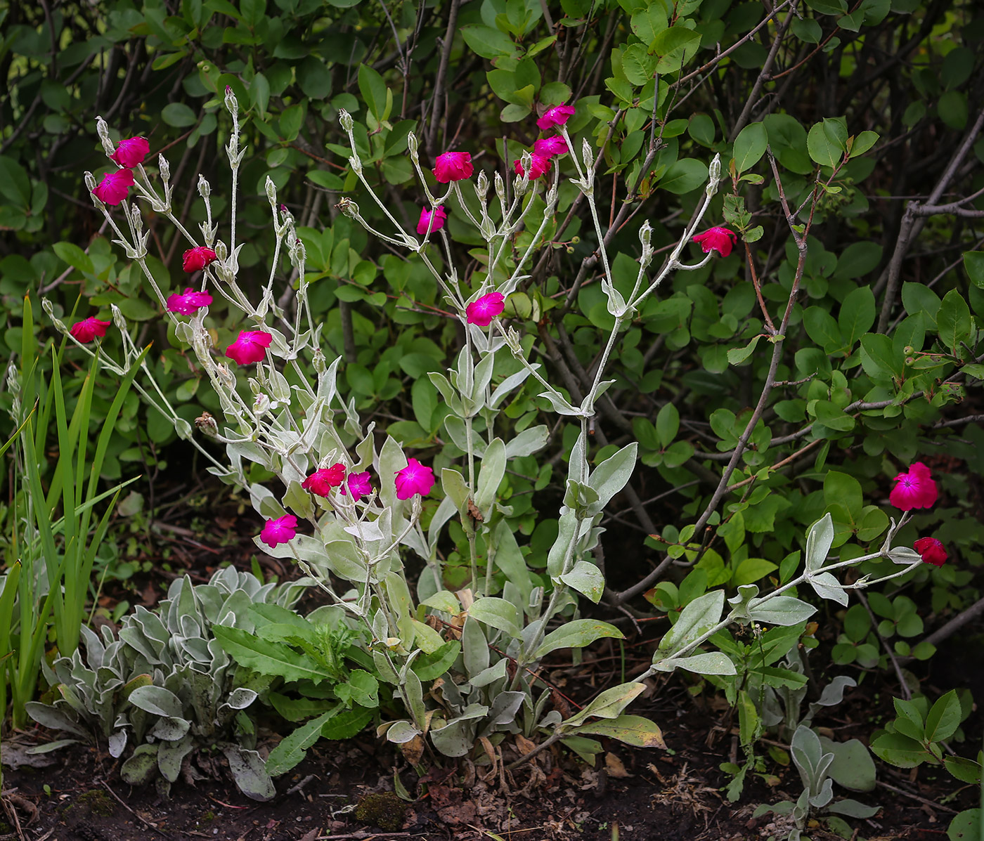 Image of Lychnis coronaria specimen.