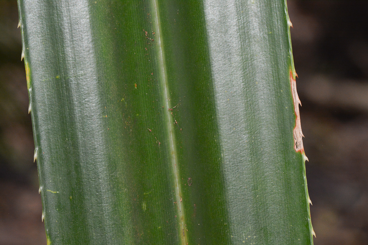 Изображение особи Pandanus rabaiensis.