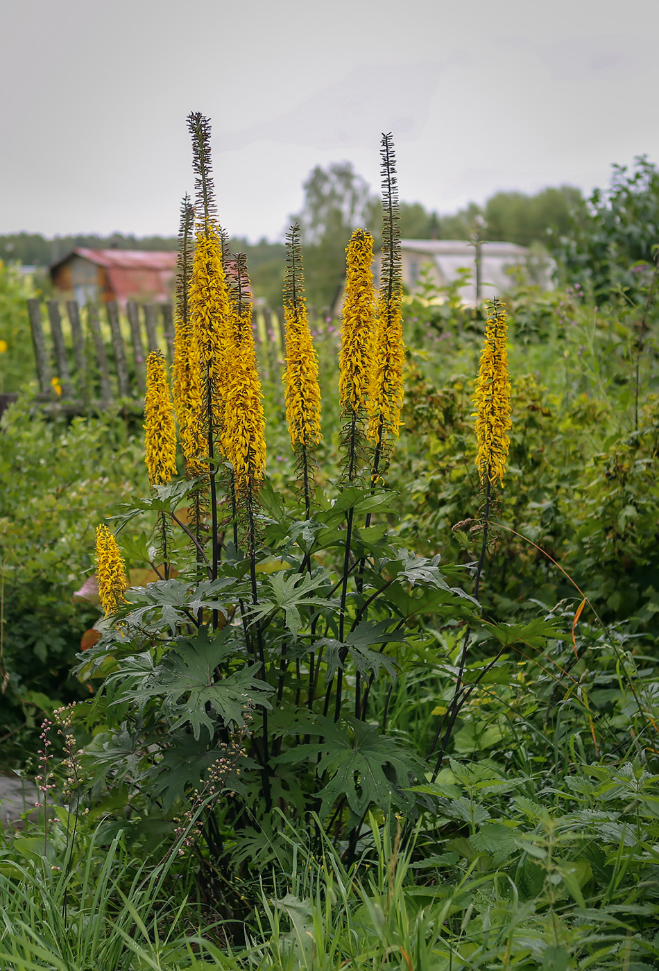 Image of Ligularia przewalskii specimen.