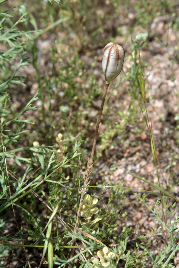 Image of Tulipa bifloriformis specimen.