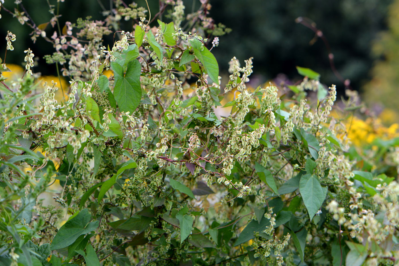 Image of Fallopia dumetorum specimen.