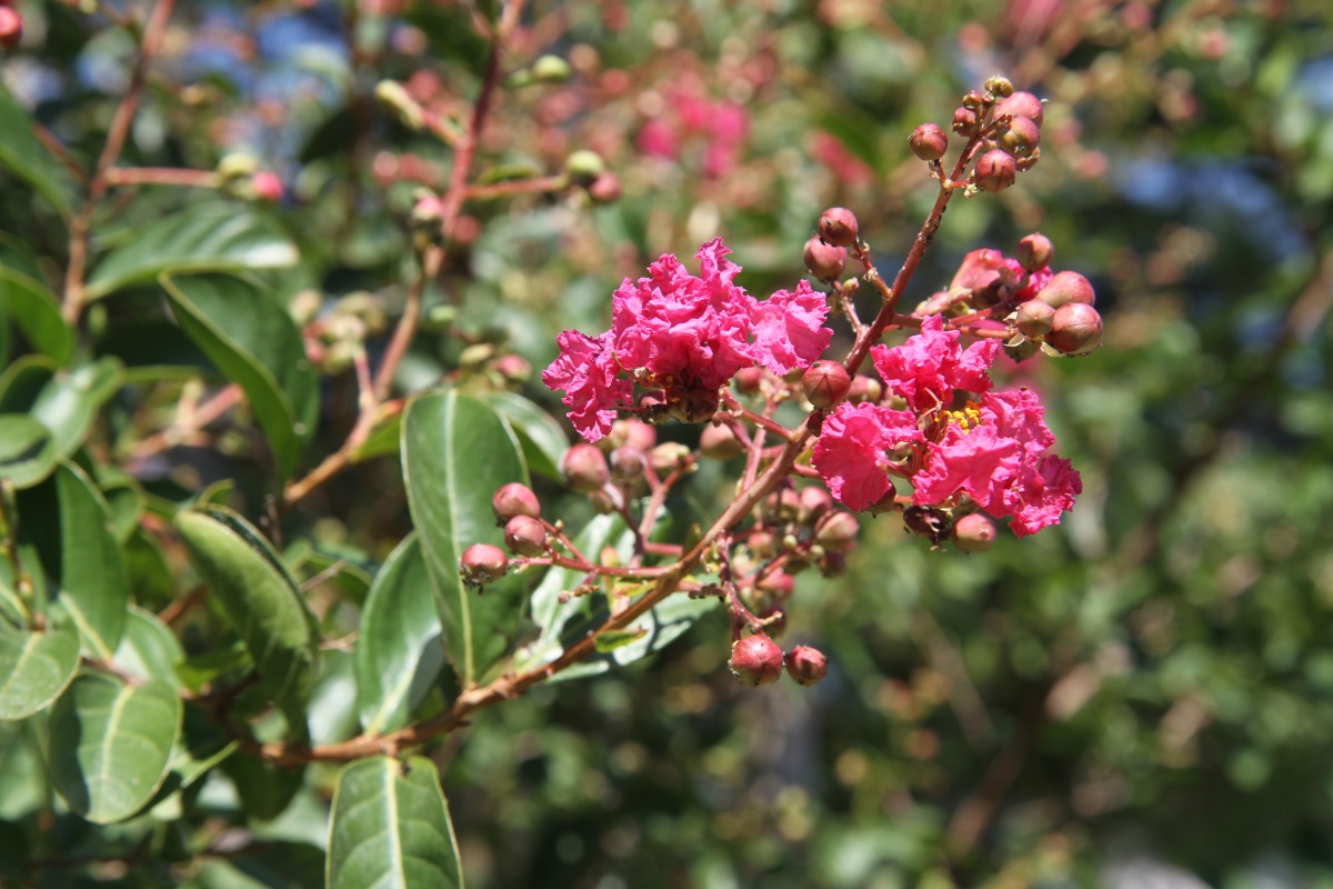 Изображение особи Lagerstroemia indica.